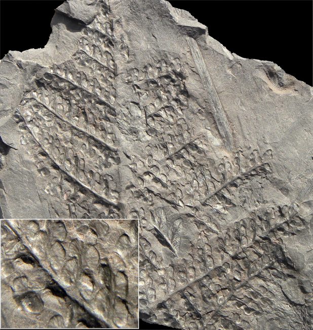 Eusphenopteris hollandica